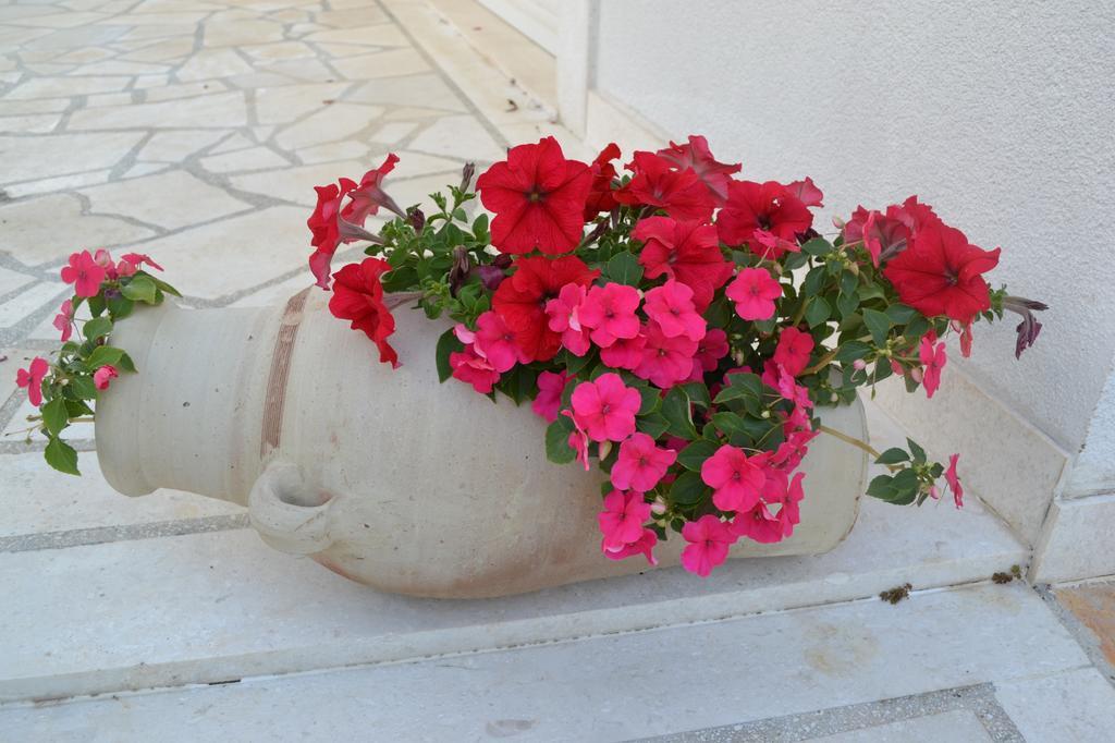 Oklopcic Trogir